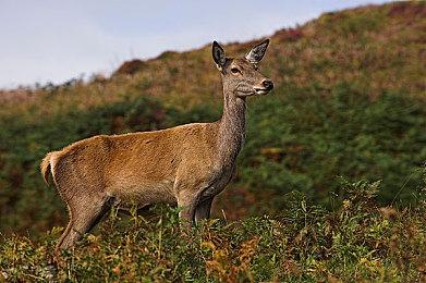 《穿越火线》草莓熊外挂案告破 8名涉案人员落网